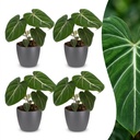 Philodendron gloriosum (Philodendron gloriosum) – pflegeleichte Zimmerpflanze, Höhe ca. 12 cm