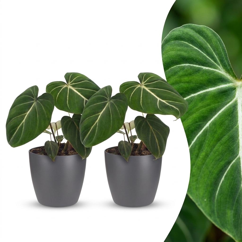 Philodendron Gloriosum - Gloriosum Philodendron - 2 Pflanzen - mit Potter Grau - Topf 12cm - Höhe - 25cm