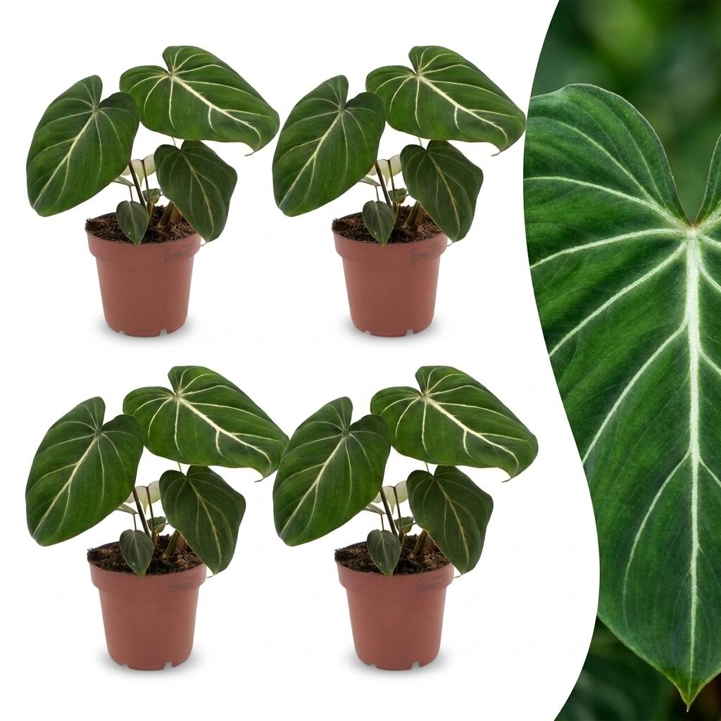 Philodendron Gloriosum - Gloriosum Philodendron - 4 Pflanzen - Topf 12cm - Höhe - 25cm