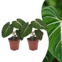 Philodendron gloriosum (Philodendron gloriosum) – pflegeleichte Zimmerpflanze, Höhe ca. 12 cm