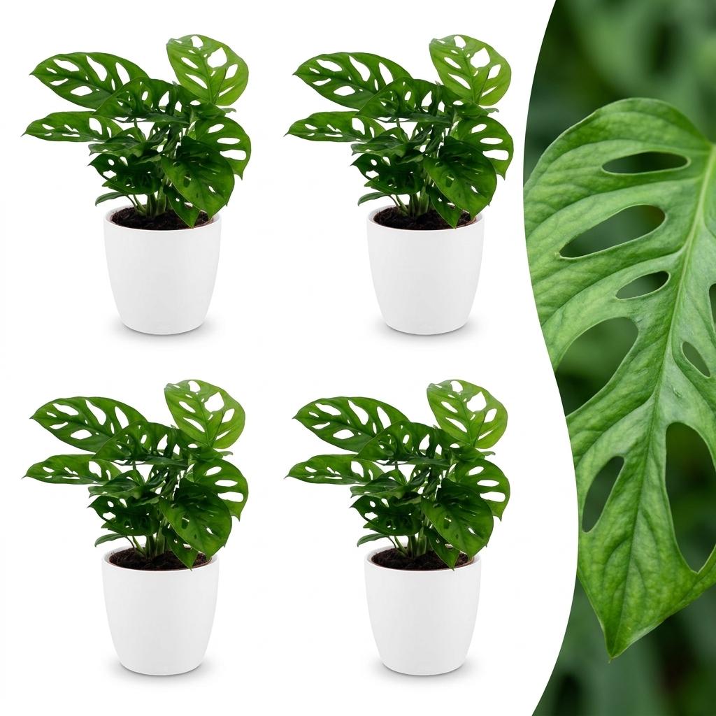 Monstera Adansonii - Monstera Adansonii - 4 Pflanzen - mit Potter Wit - Topf 12cm - Höhe - 25cm
