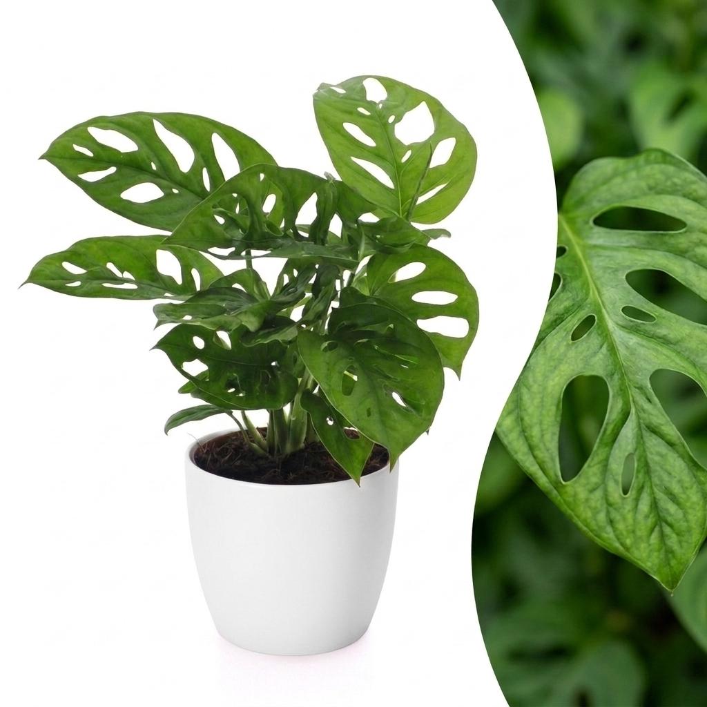 Monstera Adansonii - Monstera Adansonii - 1 Pflanze - mit Potter Weiß - Topf 12cm - Höhe - 25cm