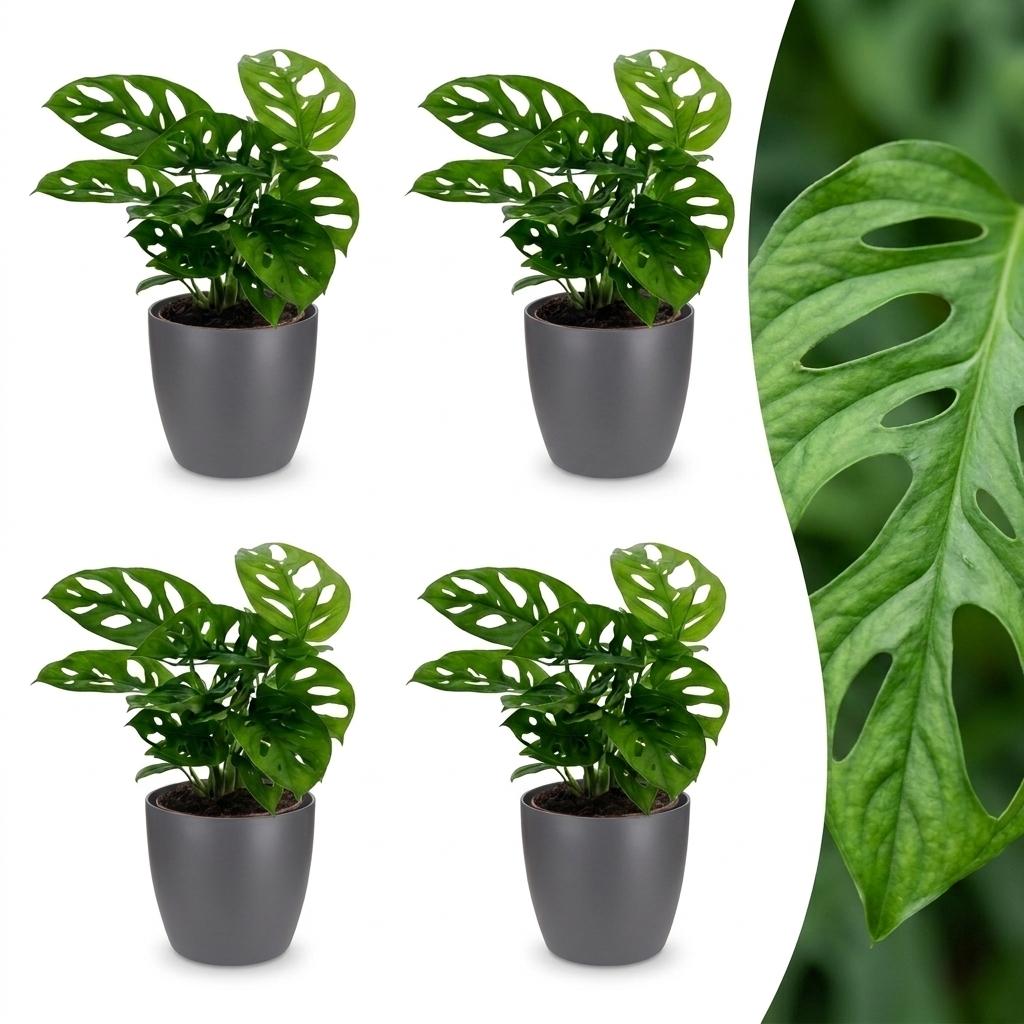Monstera Adansonii - Monstera Adansonii - 4 Pflanzen - mit Grau Topf - Topf 12cm - Höhe 25cm