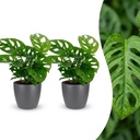 Fensterblatt (Monstera adansonii) – pflegeleichte Zimmerpflanze, Höhe ca. 12 cm