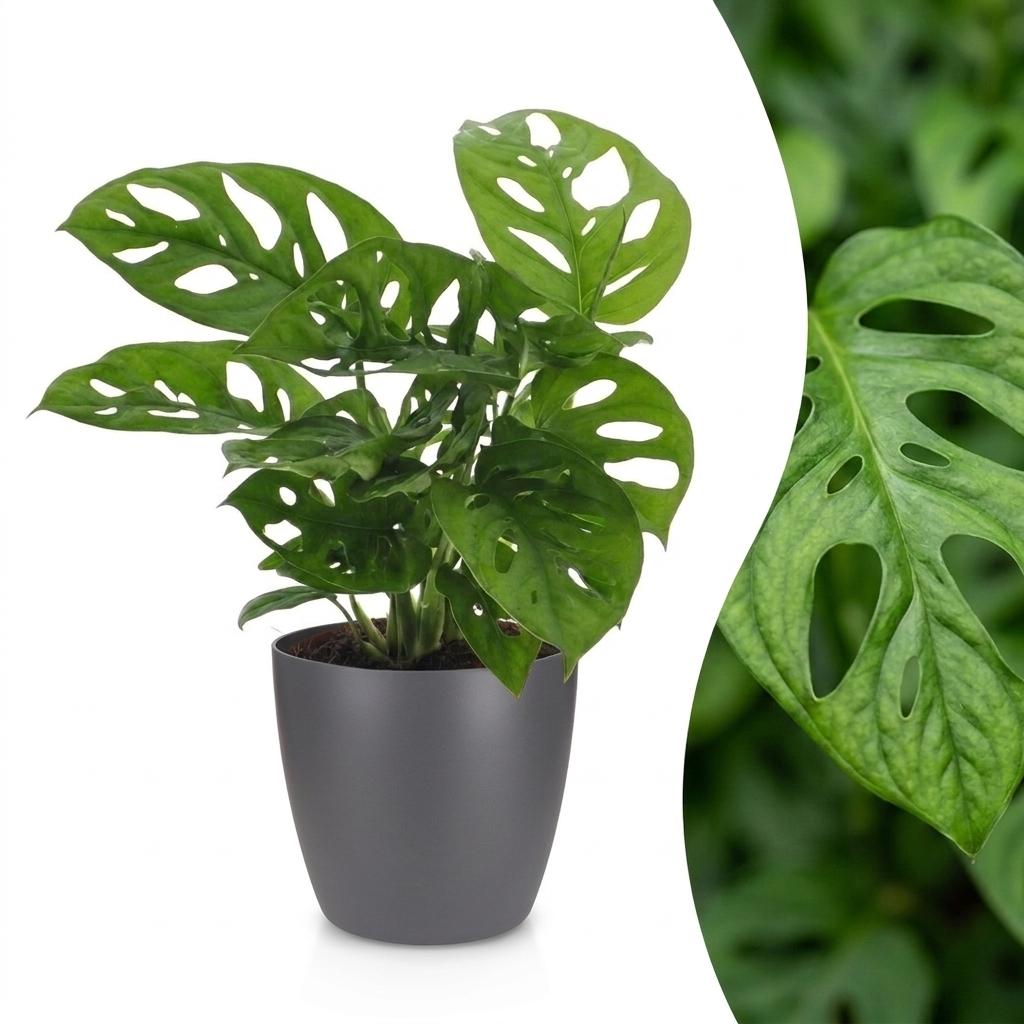 Monstera Adansonii - Monstera Adansonii - 1 Pflanze - mit Grau Topf - Topf 12cm - Höhe - 25cm