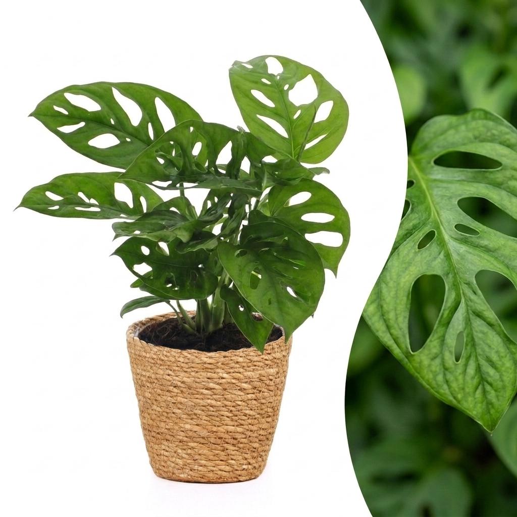 Monstera Adansonii - Monstera Adansonii - 1 Pflanze - mit Korb - Topf 12cm - Höhe - 25cm