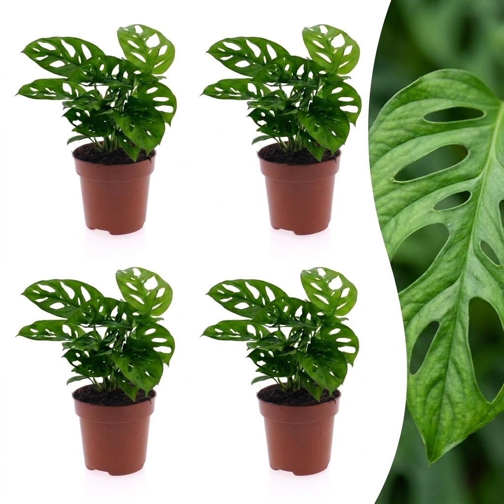 Monstera Adansonii - Monstera Adansonii - 4 Pflanzen - Topf 12cm - Höhe - 25cm