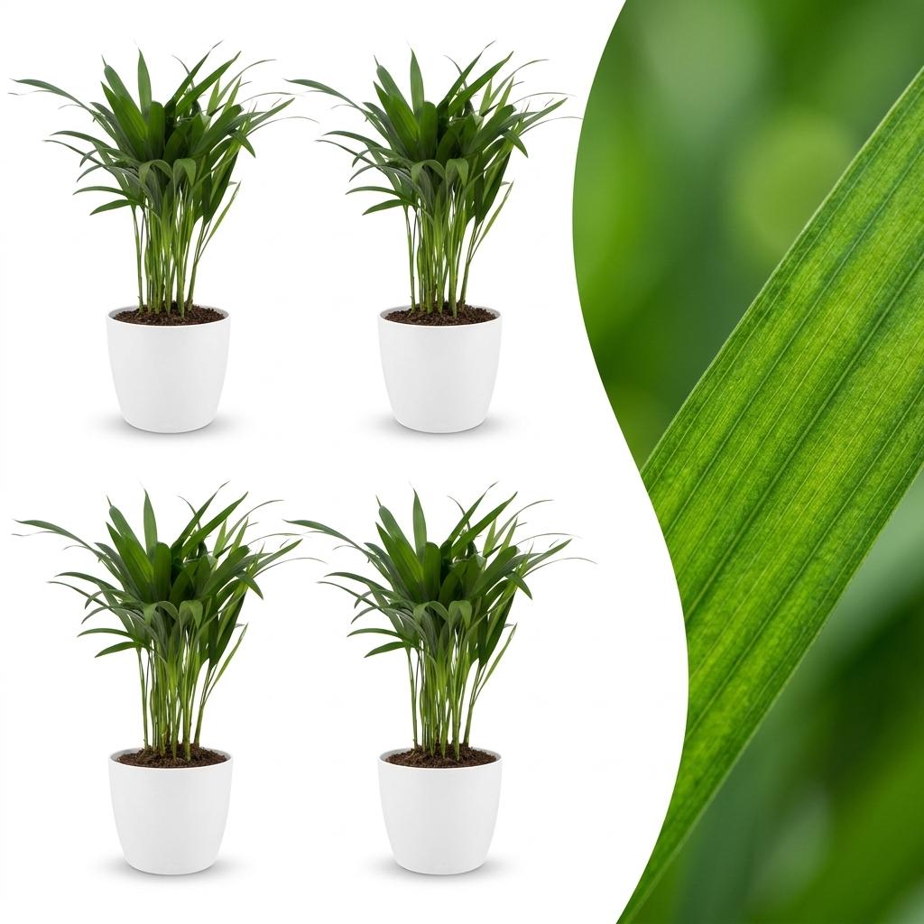 Areca Lutescens - Goldfruchtpalme - 4 Pflanzen - mit Potter Weiß - Topf 12cm - Höhe - 45cm