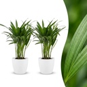 Goldfruchtpalme (Areca lutescens) – pflegeleichte Zimmerpflanze, Höhe ca. 12 cm