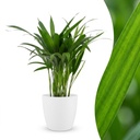 Goldfruchtpalme (Areca lutescens) – pflegeleichte Zimmerpflanze, Höhe ca. 12 cm