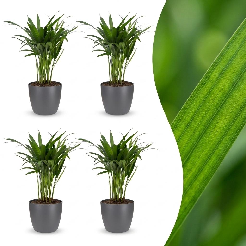 Areca Lutescens - Goldfruchtpalme - 4 Pflanzen - mit Potter Grijs - Topf 12cm - Höhe - 45cm