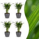 Goldfruchtpalme (Areca lutescens) – pflegeleichte Zimmerpflanze, Höhe ca. 12 cm