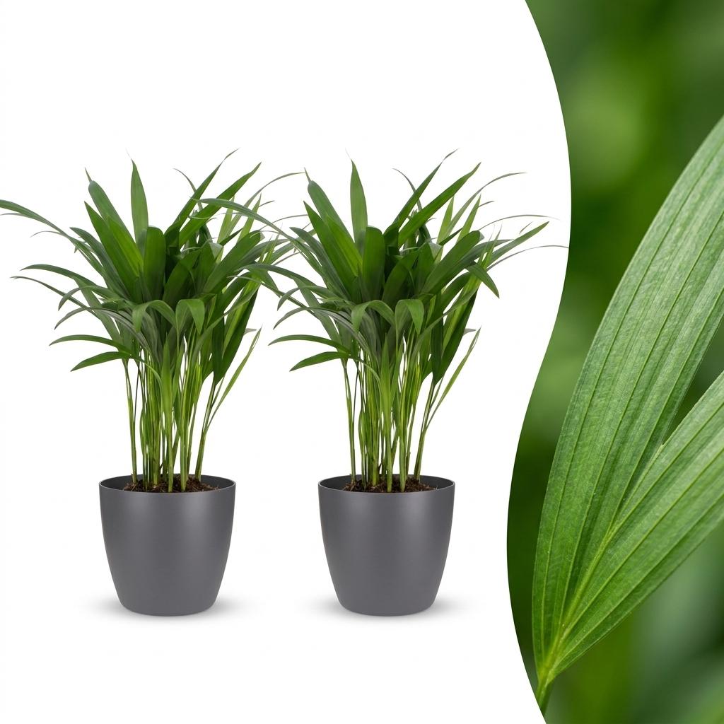 Areca Lutescens - Goldfruchtpalme - 2 Pflanzen - mit Potter Grau - Topf 12cm - Höhe - 45cm