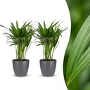 Goldfruchtpalme (Areca lutescens) – pflegeleichte Zimmerpflanze, Höhe ca. 12 cm