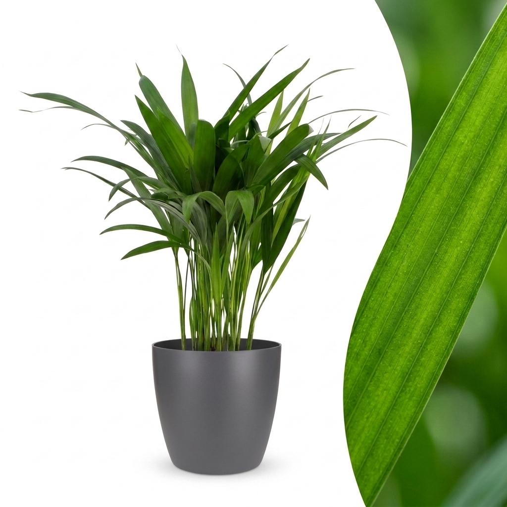 Areca Lutescens - Goldfruchtpalme - 1 Pflanze - mit Potter Grau - Topf 12cm - Höhe - 45cm