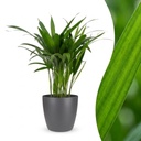 Goldfruchtpalme (Areca lutescens) – pflegeleichte Zimmerpflanze, Höhe ca. 12 cm