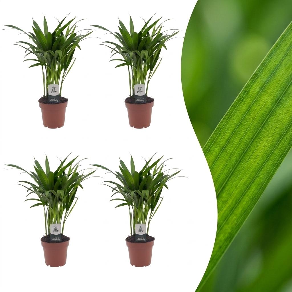 Areca Lutescens - Goldfruchtpalme - 4 Pflanzen - Topf 12cm - Höhe - 45cm