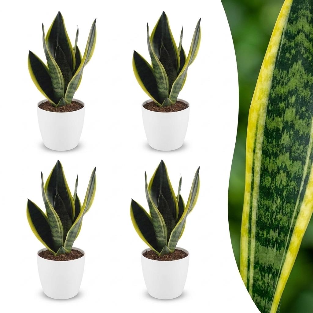 Sansevieria Future Superb - Bogenhanf - 4 Pflanzen - mit Potter Weiß - Topf 12cm - Höhe - 35cm
