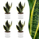 Bogenhanf (Sansevieria trifasciata) – pflegeleichte Zimmerpflanze, Höhe ca. 12 cm