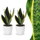 Bogenhanf (Sansevieria trifasciata) – pflegeleichte Zimmerpflanze, Höhe ca. 12 cm