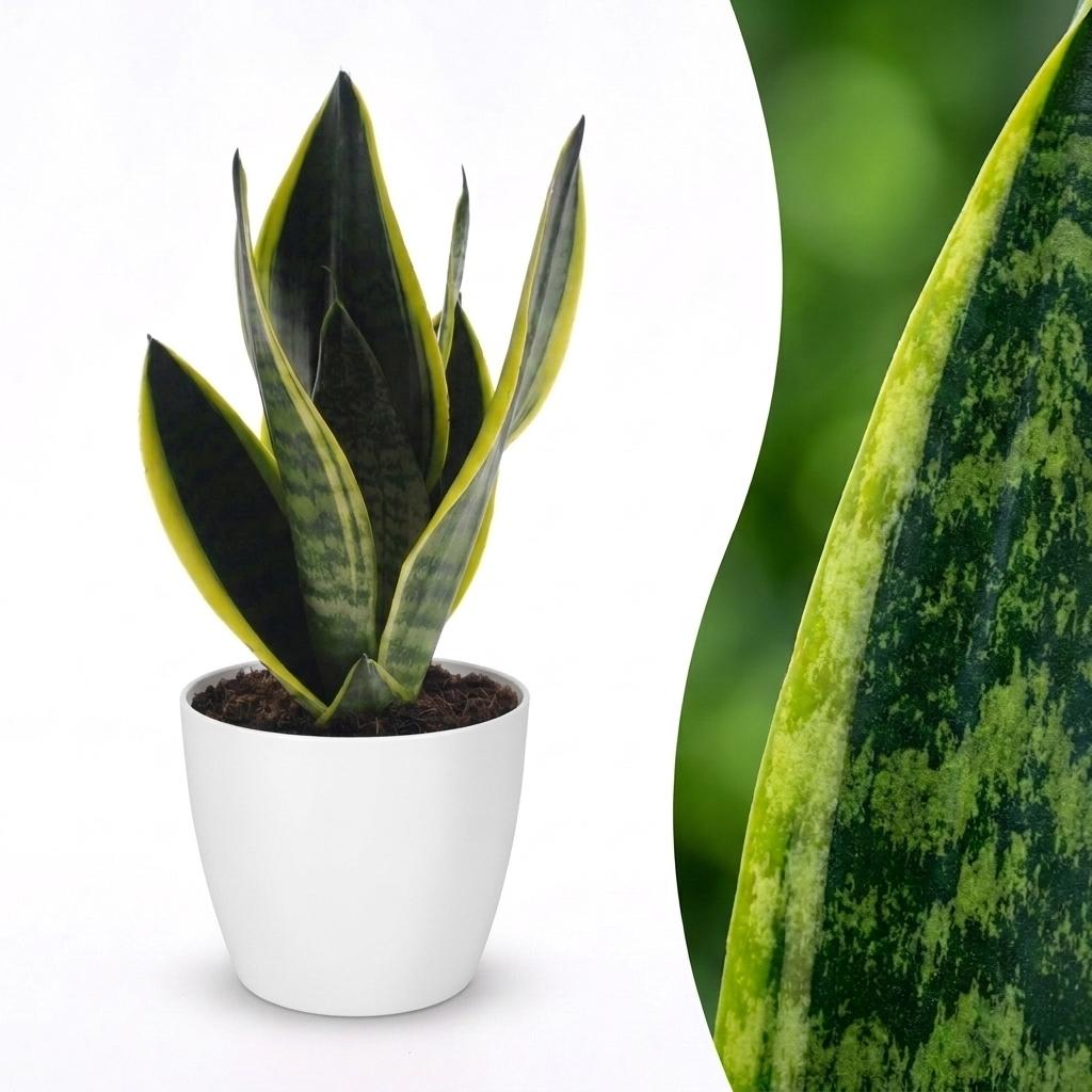 Sansevieria Future Superb - Bogenhanf - 1 Pflanze - mit Weißem Topf - Topf 12cm - Höhe - 35cm