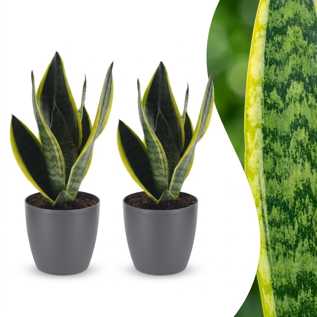 Sansevieria Future Superb - Bogenhanf - 2 Pflanzen - mit Potter Grau - Topf 12cm - Höhe - 35cm