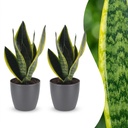 Bogenhanf (Sansevieria trifasciata) – pflegeleichte Zimmerpflanze, Höhe ca. 12 cm