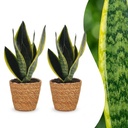 Bogenhanf (Sansevieria trifasciata) – pflegeleichte Zimmerpflanze, im Dekokorb, Höhe ca. 12 cm