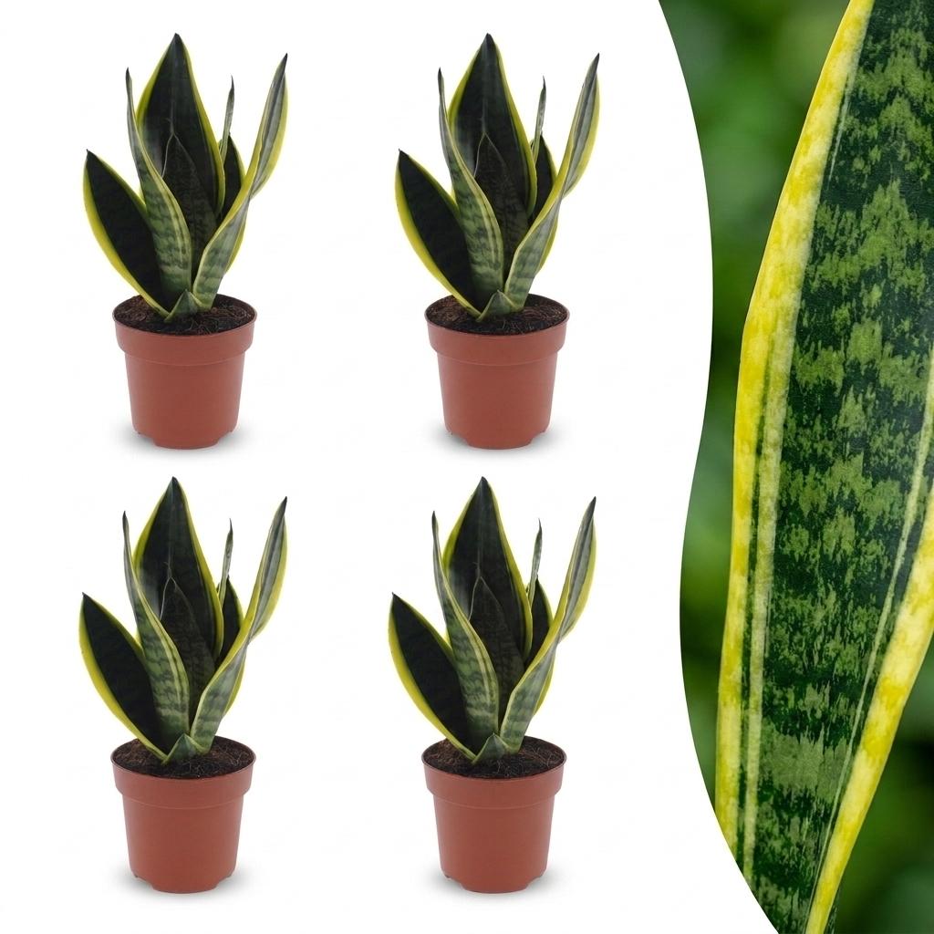 Sansevieria Future Superb - Bogenhanf - 4 Pflanzen - Topf 12cm - Höhe - 35cm