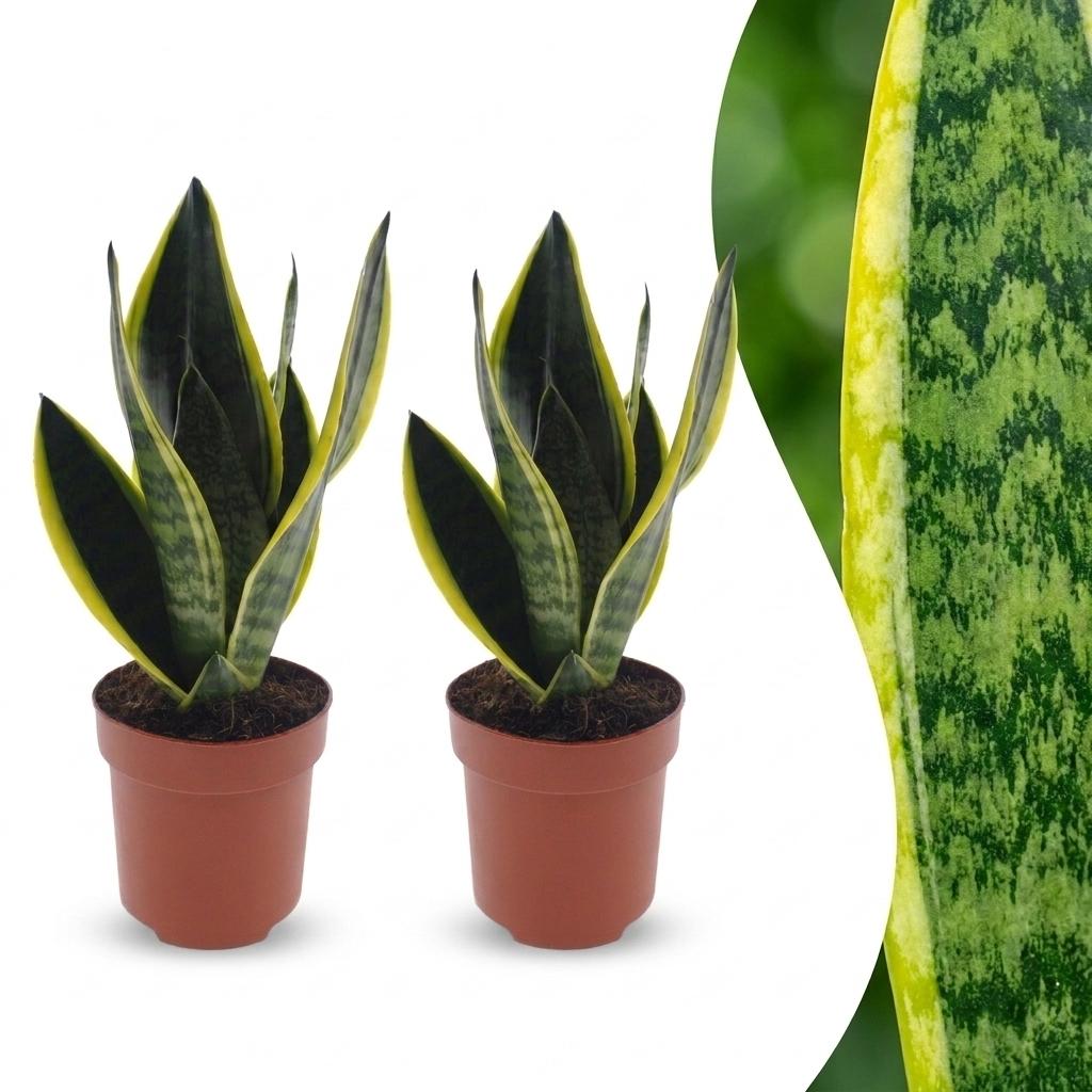 Sansevieria Future Superb - Bogenhanf - 2 Pflanzen - Topf 12cm - Höhe - 35cm