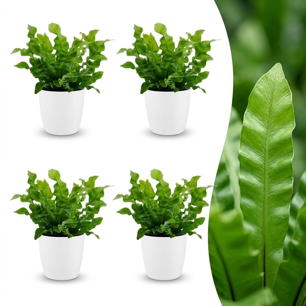 Asplenium Crispy Wave - Krauser Wellenfarn - 4 Pflanzen - mit Weißem Topf - Topf 12cm - Höhe - 30cm