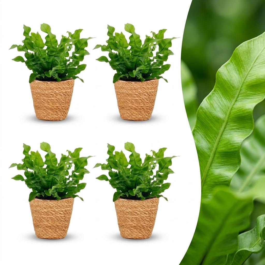 Asplenium Crispy Wave - Krauser Wellenfarn - 4 Pflanzen - mit Korb - Topf 12cm - Höhe - 30cm