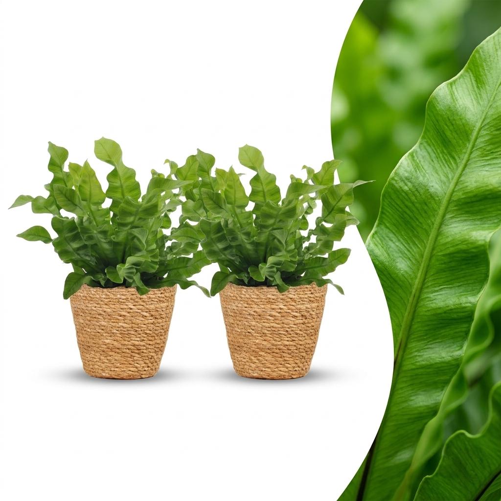 Asplenium Crispy Wave - Krauser Wellenfarn - 2 Pflanzen - mit Korb - Topf 12cm - Höhe - 30cm