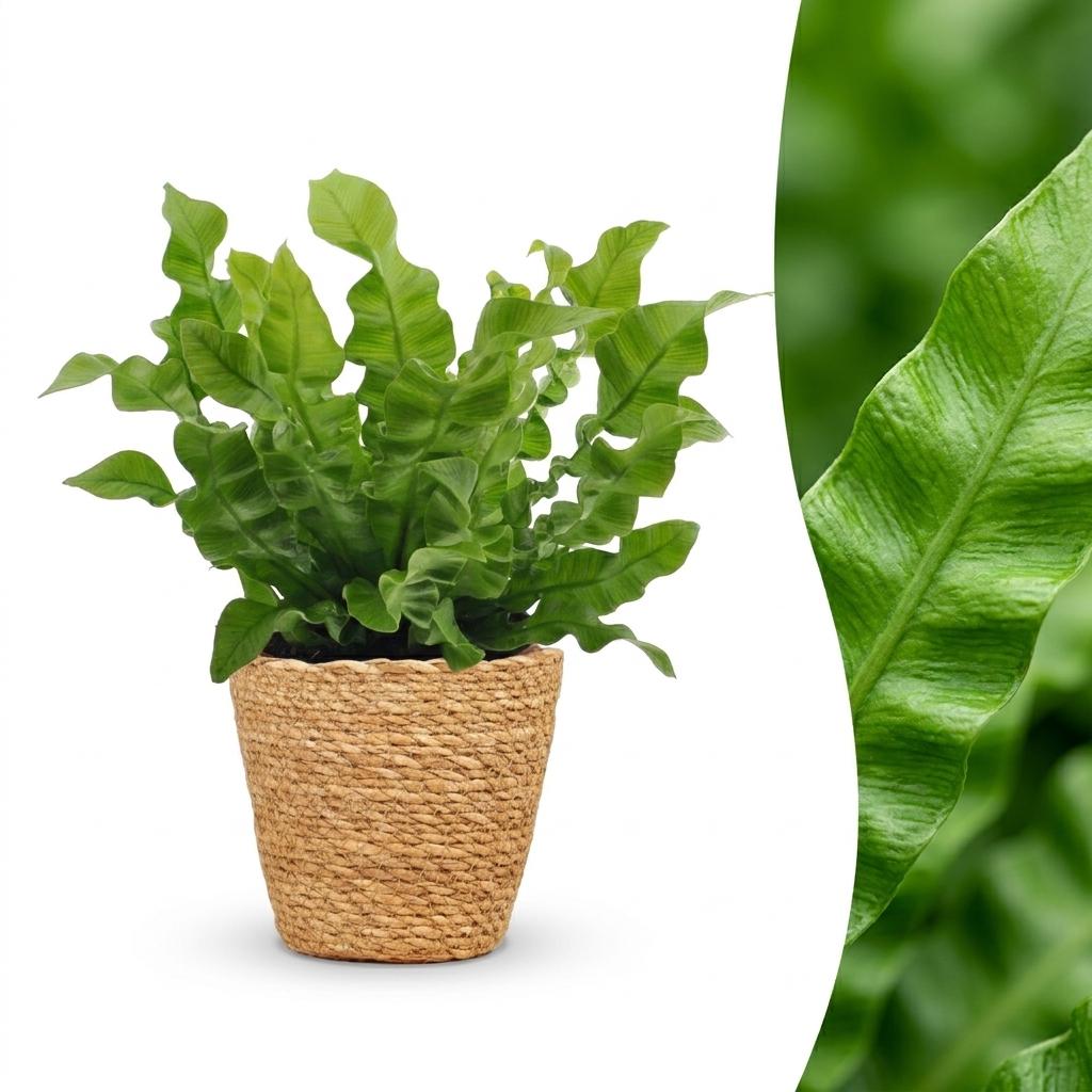 Asplenium Crispy Wave - Krauser Wellenfarn - 1 Pflanze - mit Korb - Topf 12cm - Höhe - 30cm