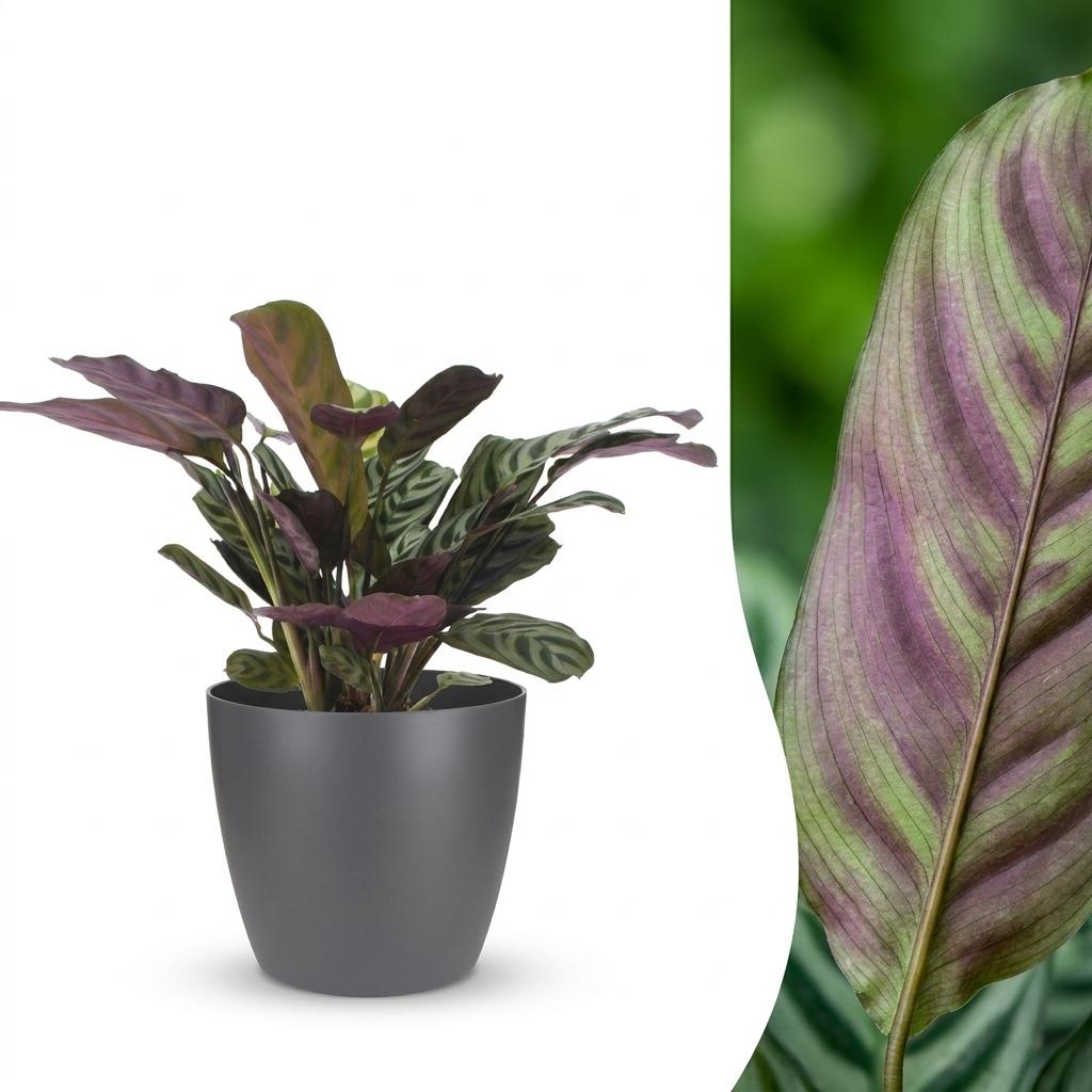 Ctenanthe Burle Marxii - Fischgräten-Gebetspflanze - 1 Pflanze - mit Topf Grau - Topf 12cm - Höhe - 30cm