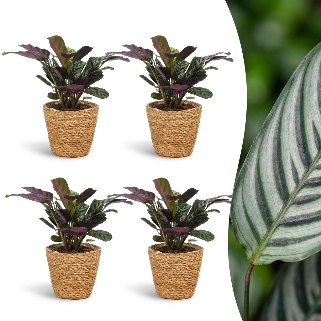 Ctenanthe Burle Marxii - Fischgräten-Gebetspflanze - 4 Pflanzen - mit Korb - Topf 12cm - Höhe 30cm