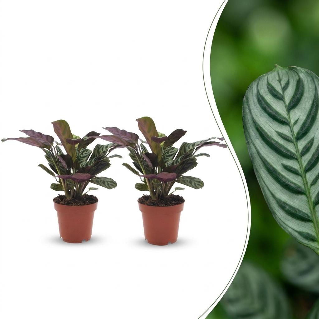 Ctenanthe Burle Marxii - Fischgräten-Gebetspflanze - 2 Pflanzen - Topf 12cm - Höhe - 30cm
