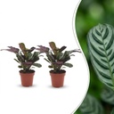 Korbmarante (Ctenanthe burle-marxii) – pflegeleichte Zimmerpflanze, Höhe ca. 12 cm
