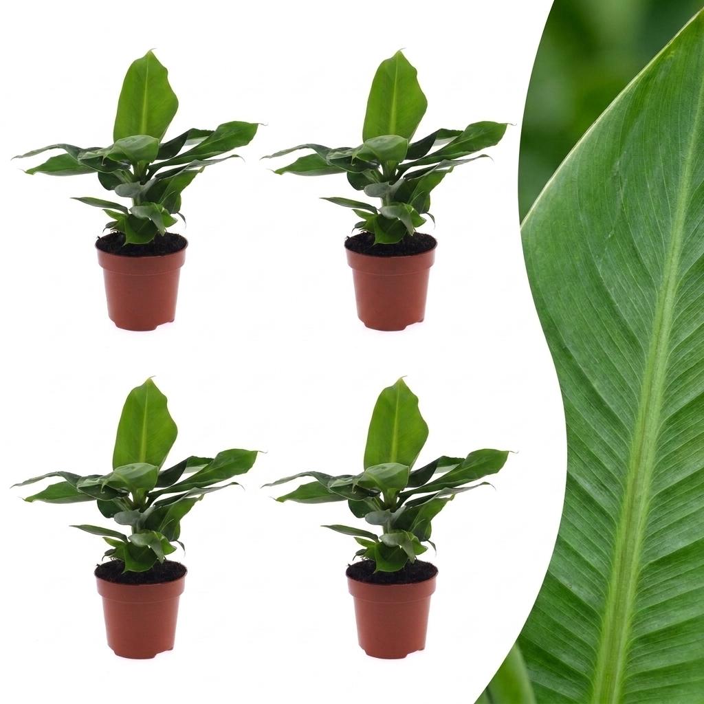 Musa Oriental Dwarf - Orientalische Zwergbanane - 4 Pflanzen - Topf 12cm - Höhe - 30cm
