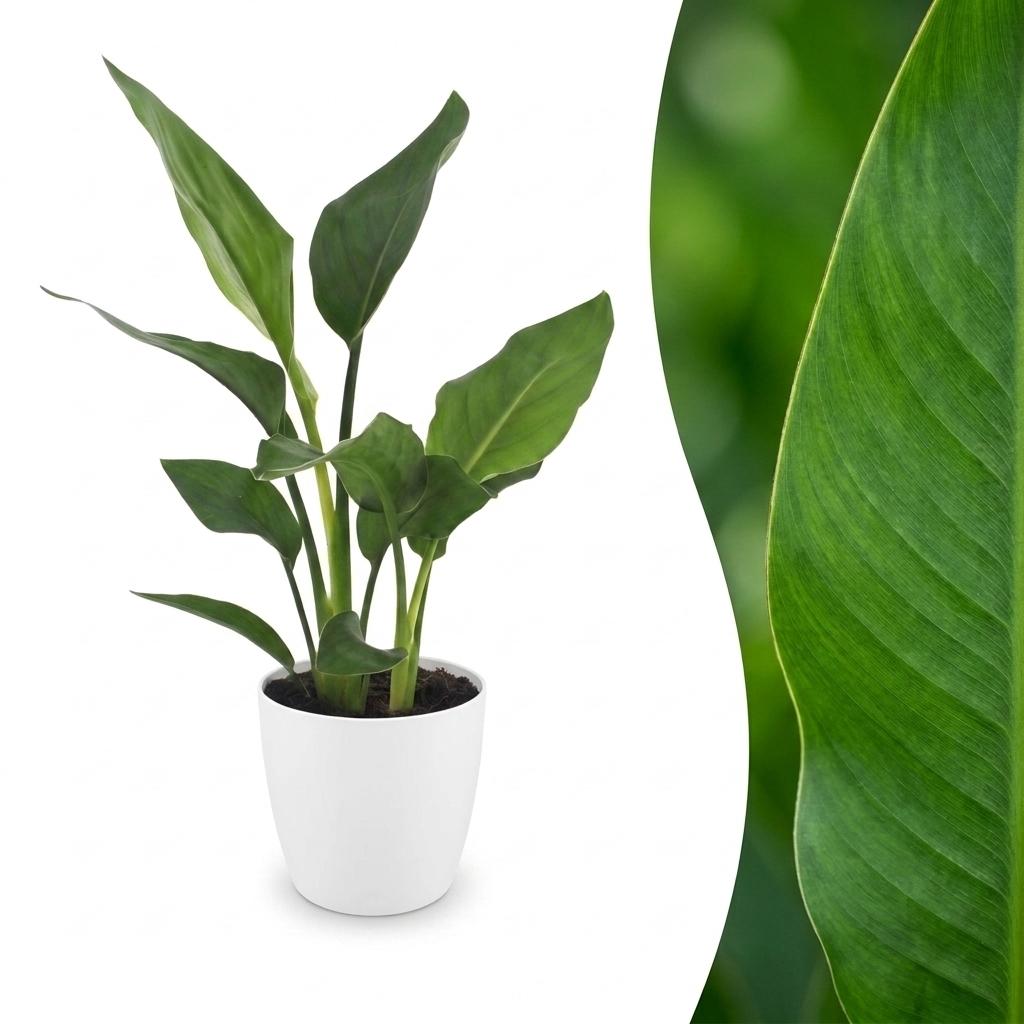 Strelitzia Reginea - Paradiesvogelblume - 1 Pflanze - mit Topf Weiß - Topf 12cm - Höhe - 35cm