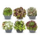 Hauswurz 6er-Set (Sempervivum tectorum) – winterharte Staude, Topf-Ø 7 cm, Höhe ca. 7 cm