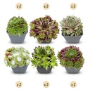 Hauswurz 12er-Set (Sempervivum tectorum) – winterharte Staude, Topf-Ø 7 cm, Höhe ca. 7 cm