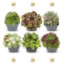 Hauswurz 24er-Set (Sempervivum) – winterharte Staude, Topf-Ø 7 cm, Höhe ca. 7 cm