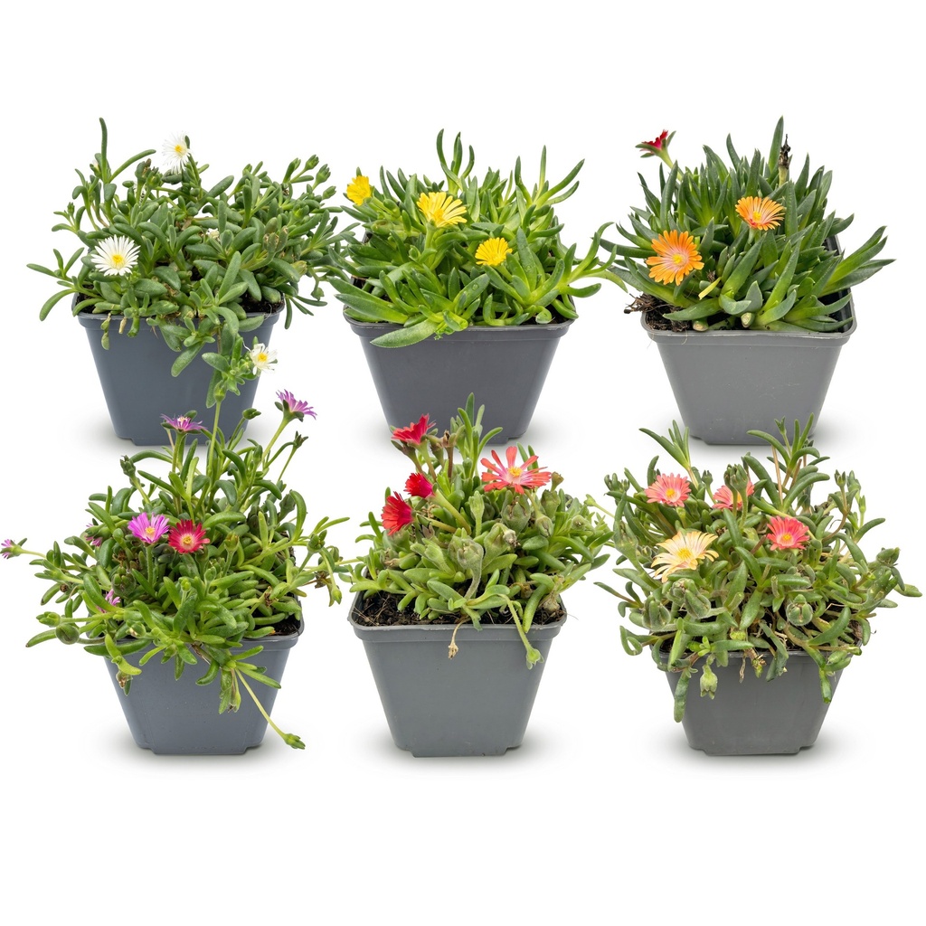 6x - Delosperma Mix - Ø7cm - ↕10-12cm