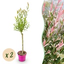 Flamingoweide 2er-Set (Salix flamingo) – winterharter Zierstrauch, Topf-Ø 17 cm, Höhe ca. 17 cm