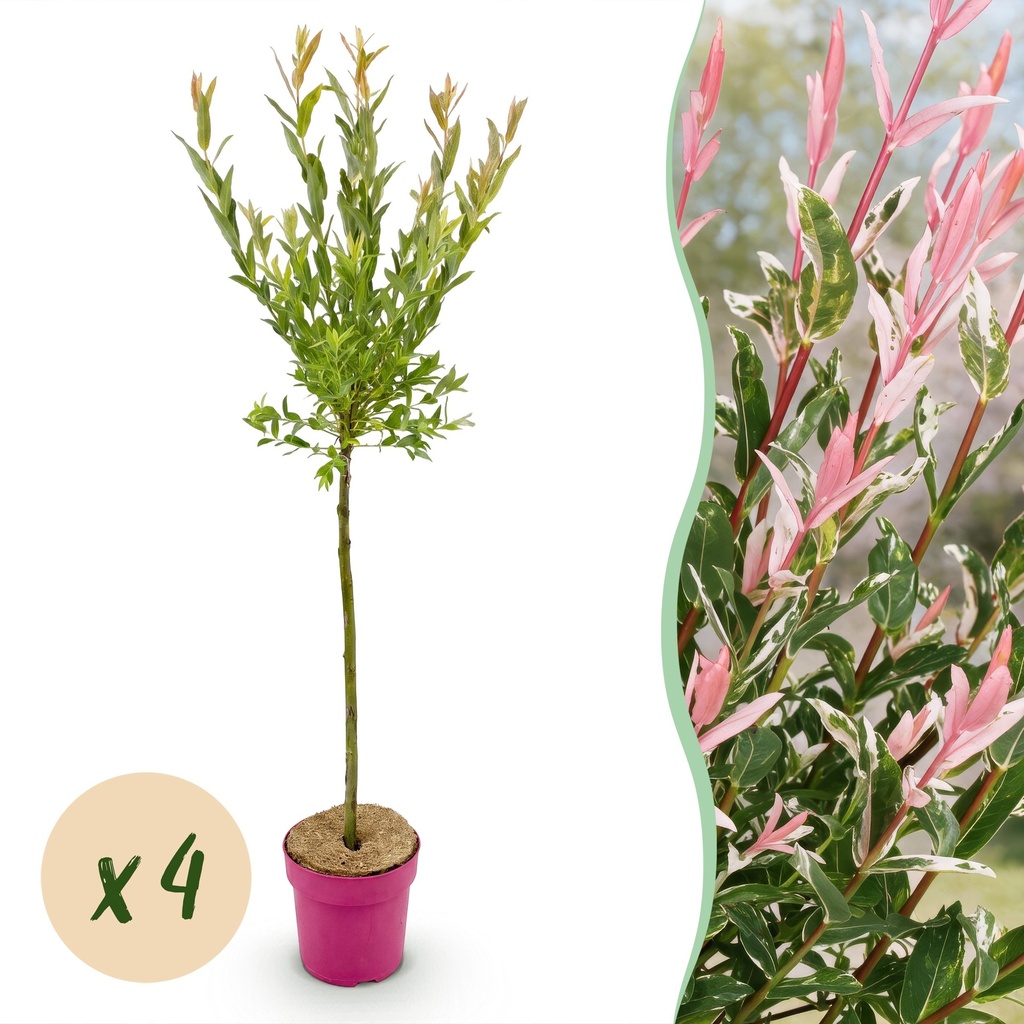 4x - Salix Flamingo - Ø19cm - ↕90-100cm