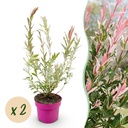 Flamingoweide 2er-Set (Salix flamingo) – winterharter Zierstrauch, Topf-Ø 17 cm, Höhe ca. 17 cm