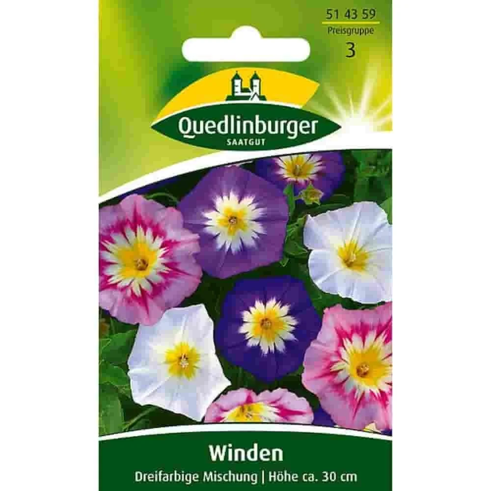 Winde kaufen, Sommerwinde, Dreifarbige Mischung, einjährig
