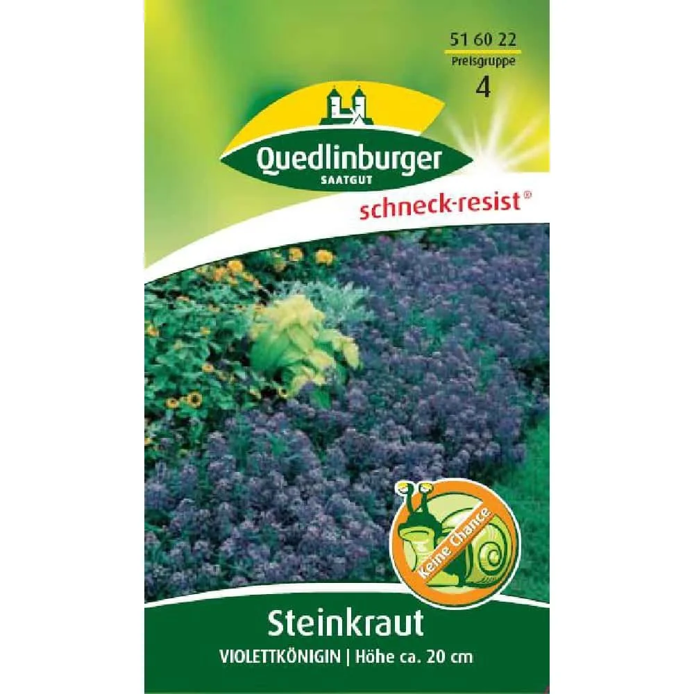 Steinkraut Violettkönigin, lila, bienenfreundlich