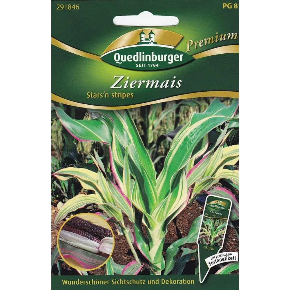Ziermais Stars & Stripes, Zierpflanze für Herbstdeko